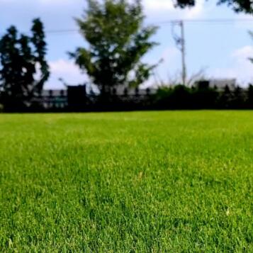 苏州的草坪现在2月底需要修剪施肥吗？