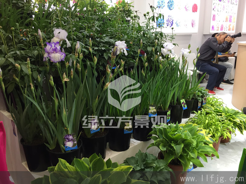 庭院植物，花园植物养护，苏州绿立方景观，花园植物设计