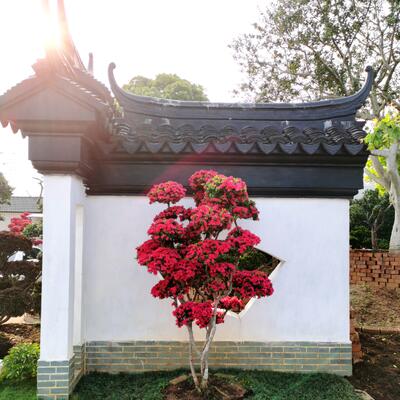 别墅庭院植物—久留米杜鹃出售