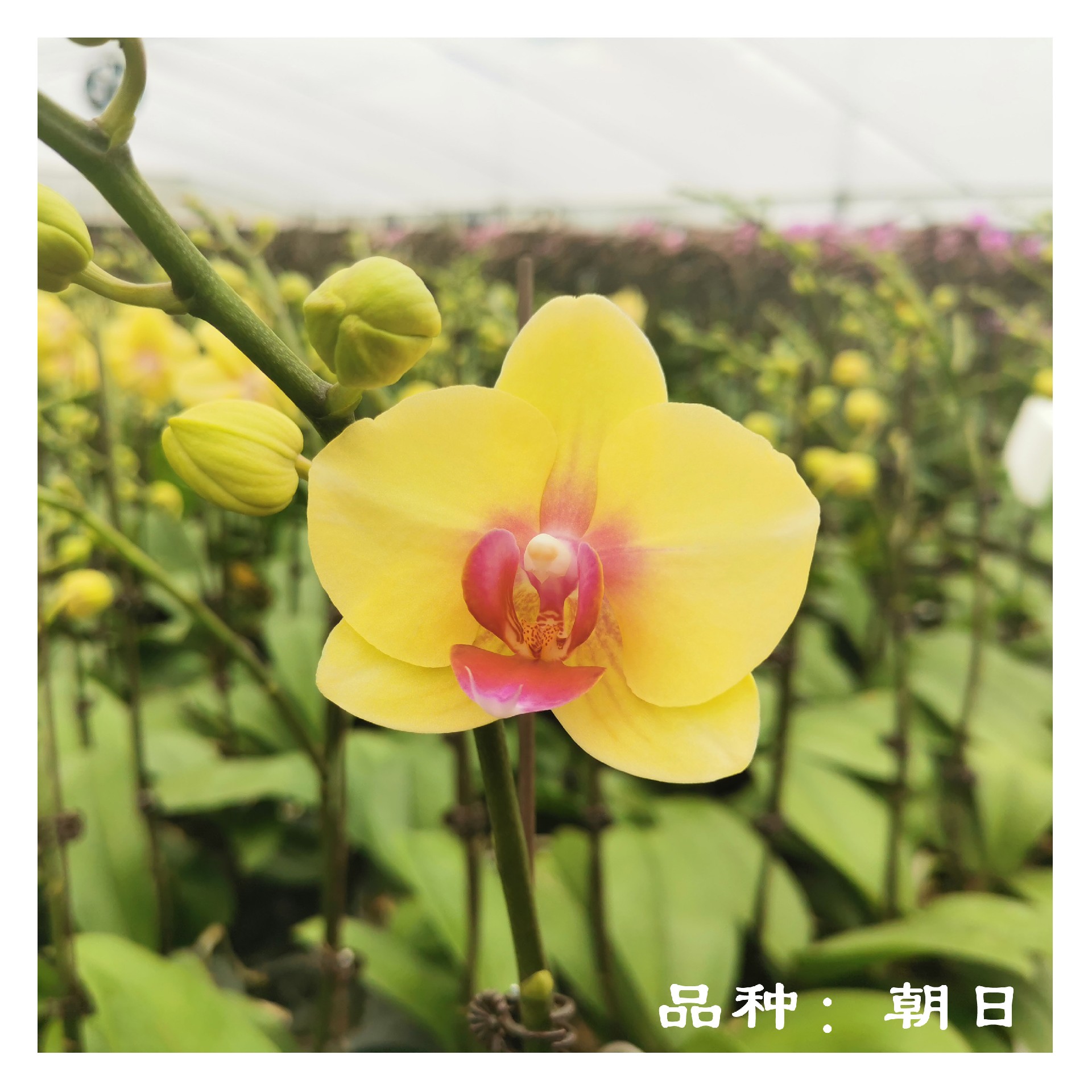 苏州绿立方景观 室内绿植 万科物业 蝴蝶兰