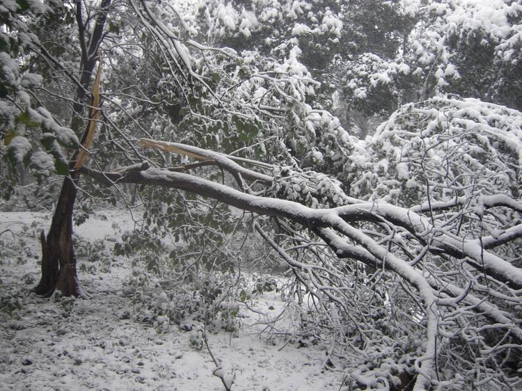 庭院雪灾，花园雪灾，树木压断，树木修剪