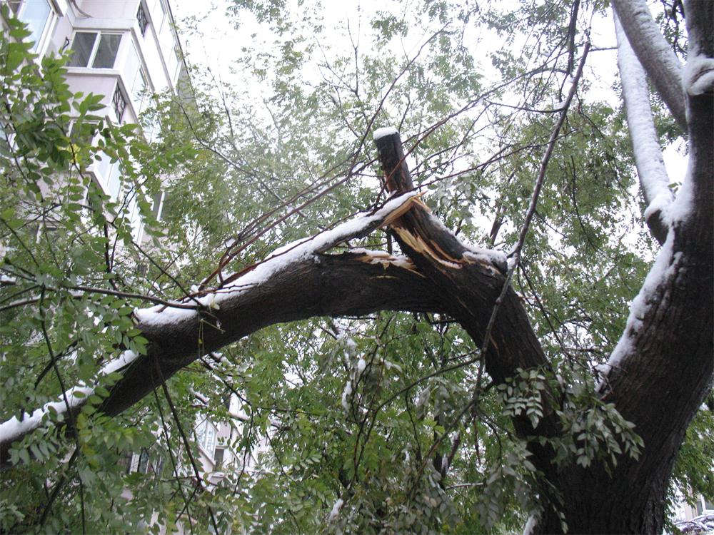 庭院雪灾，花园雪灾，树木压断，树木修剪，花园维护，花园管家