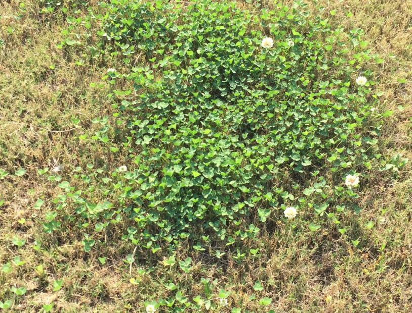 草坪养护，草坪打孔，别墅草坪养护，苏州绿化养护，苏州庭院养护，绿化养护公司，杂草修剪