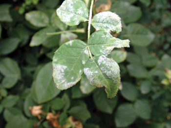 花园植物病害，植物养护，花园养护，修剪打药，白粉病