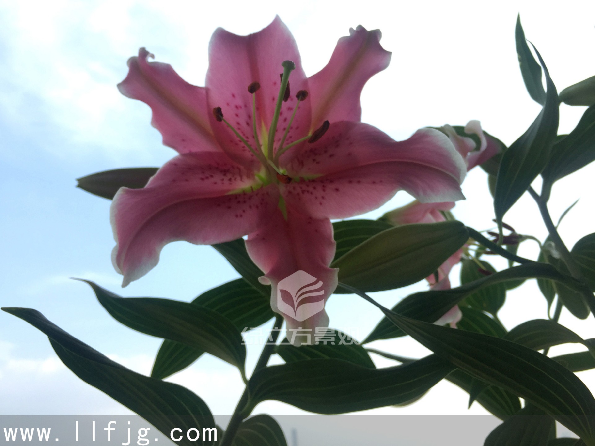 苏州庭院设计，庭院设计，花园设计，病虫害防治，庭院养护，花境养护，百合花，百合养护