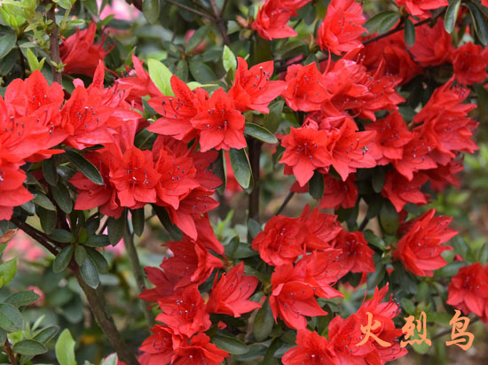 日式景观设计，日式庭院设计，日式枯山水景观，苏州花园设计，苏州庭院设计