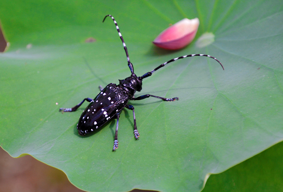 别墅花园设计，私家花园设计，花园养护，厂区养护，天牛防治，树木杀虫，树木打药，花园打药