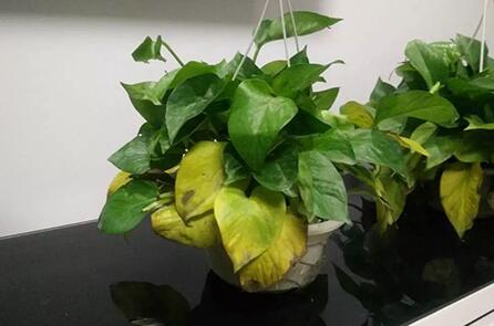 绿萝养护，绿化养护，植物养护，家庭园艺，私家花园养护