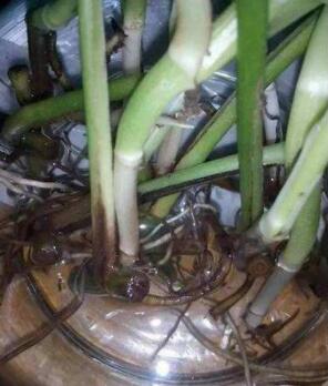 绿萝养护，绿化养护，植物养护，家庭园艺，私家花园养护