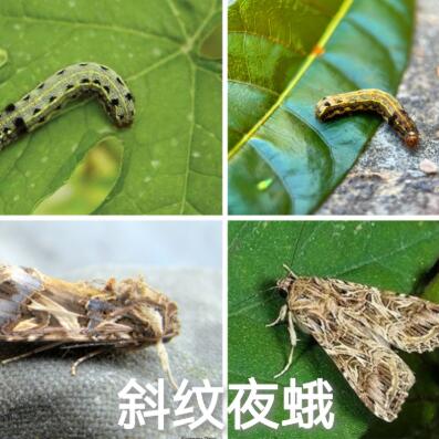 苏州庭院养护-夏季草坪虫害（上）
