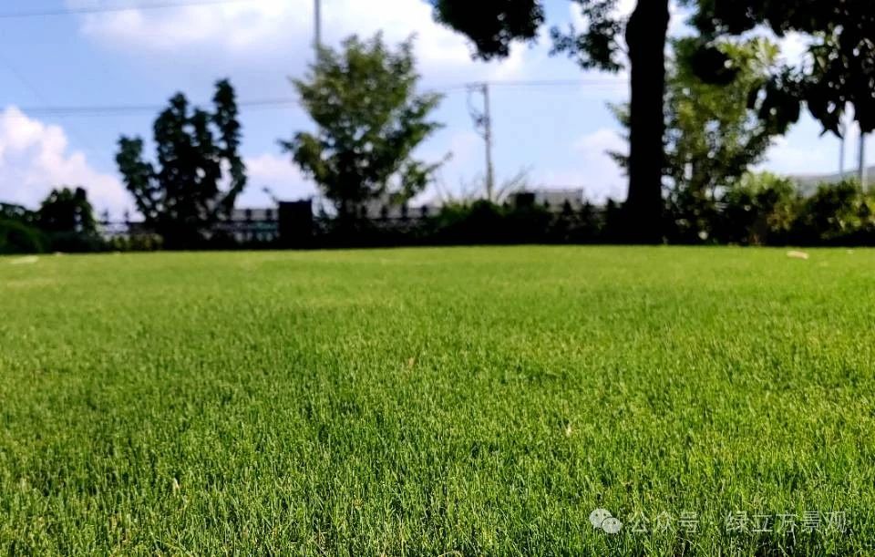 庭院草坪维护；草坪修剪；草坪打理；果岭草修剪；苏州绿化公司；苏州景观公司