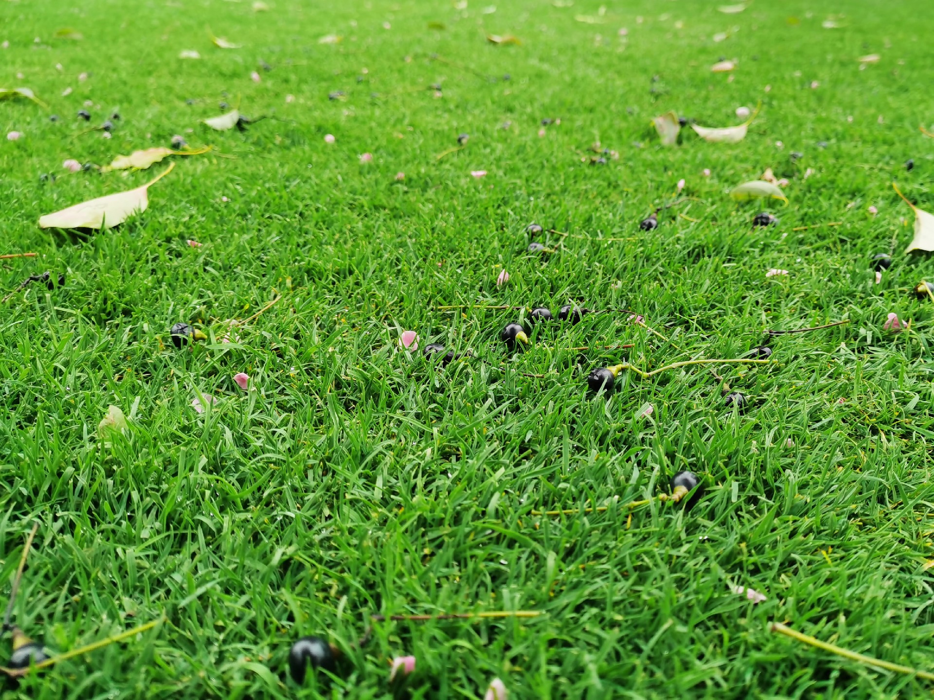 苏州院子养护 苏州草坪养护 绿化养护