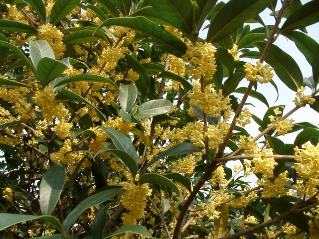 庭院树种一般种哪些？