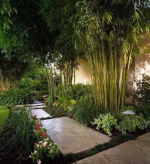 花园里种什么竹子好？