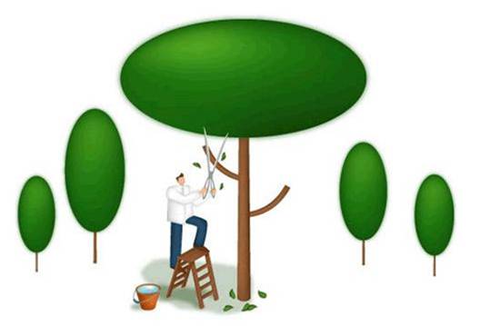 院子里的树时间久了长大了，怎么修剪？