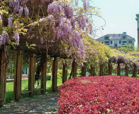 我想花架旁边种紫藤，对花架有没有什么设计要求？
