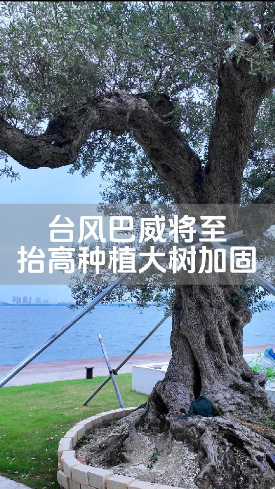 台风巴威,苏州台风 ,西班牙油橄榄,湖边大树防风加固,苏州庭院景观设计 台风巴威,苏州台风 ,西班牙油橄榄,湖边大树防风加固,苏州庭院景观设计